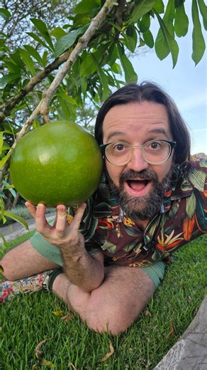 Samuel Gonçalves on Instagram: "DO TAMANHO DA MINHA CABEÇA! . O coité, também conhecido como cuieira, cabaceira, cujuba ou árvore de cabaça é uma árvore nativa desde o México, América Central, Colômbia e Venezuela. Aprecia sol pleno e produz flores verdes quase camufladas no caule. É da espécie Crescentia cujete, da família Bignoniaceae, a mesma dos Ipês. . O gênero Crescentia recebeu esse nome em homenagem a Pietro Crescenti (1231-1321), monge italiano e autor de "Il libro della agricoltura". O