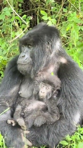 Why do gorillas usually have only one baby and then wait 4 to 6 years before having another?