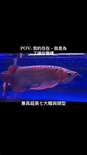 在台影片分享！ 實魚拍攝！ 鱗底超美🔥 #頂級紅龍 #台南龍魚 #水族 #arowana #泗水超血王