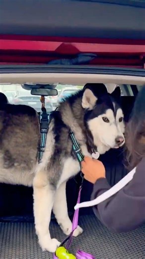 Husky don’t want to go home #husky