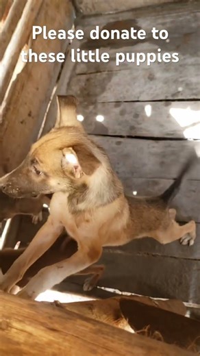 Donate through our links in the bio