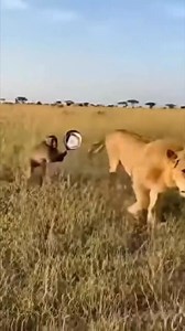 124K views · 1K reactions | Funny fight between monkey  vs Lion 女. #animalsoftiktok #petsoftiktok #smartmonkey | Best Life Pets | Facebook