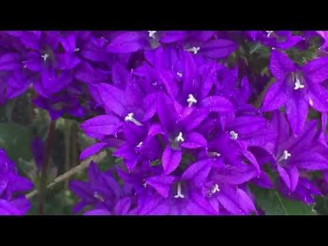 Campanula "Superba” Clustered Bellflower - In Bloom - July 7, 2020