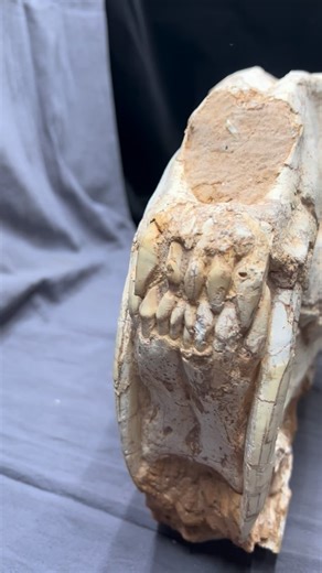 Saber-Toothed Cat Skull — A Predator Built on Precision Some skulls tell stories of power. This one tells a story of design. The 39 cm saber-toothed cat skull captures the quiet engineering behind one of the most efficient hunters of the Cenozoic. Elongated canines shaped like ivory blades, a jaw built to open impossibly wide, and reinforced bone structures supporting a single devastating action— the strike. Before muscles, before motion, nature drafted the blueprint here. Holding this skull is 