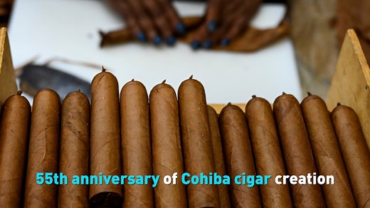 2.5K views · 30 reactions | This week, Cuba celebrated the 55th anniversary of Cohiba cigars, one of the 27 premium brands in Havana with a festival. Find out more. | CGTN America | Facebook