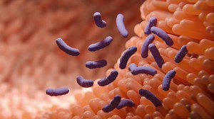 Mikrobiom – Was ist das? Eine Definition