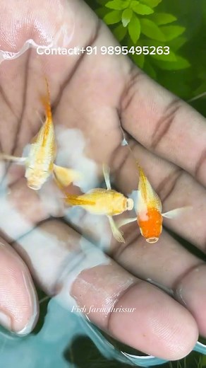 91K views · 1.2K reactions | HariKrishna PM on Reels | Facebook