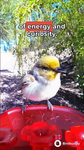 Meet the Verdin: The Jewel of the Desert in Action! 🌟