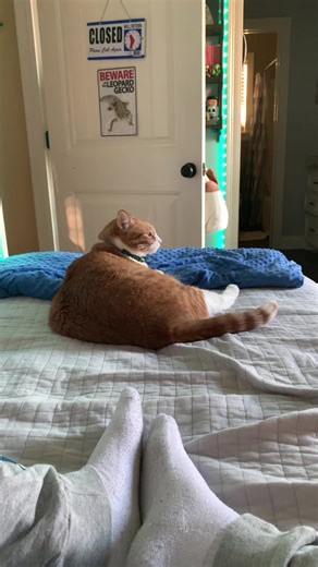 Sounds to Scare Cats: How to Scare Your Cat with Funny Noises