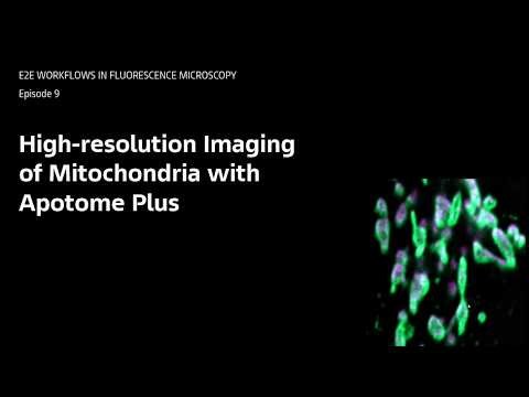 E2E Fluorescence Microscopy #9: High-resolution Imaging of Mitochondria with Apotome Plus