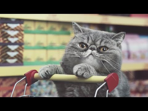 4 publicités amusantes qui mettent les chats à l'honneur
