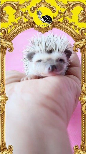 人間の指に夢中なハリネズミの赤ちゃん #ハリネズミ #hedgehog #赤ちゃん