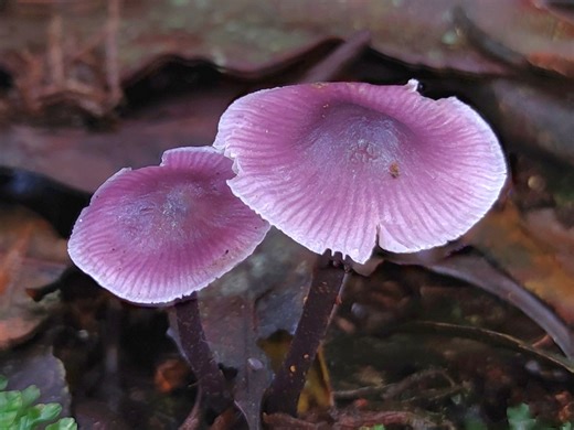 皮尔森小菇 Mycena pearsoniana——摄于云南大围山