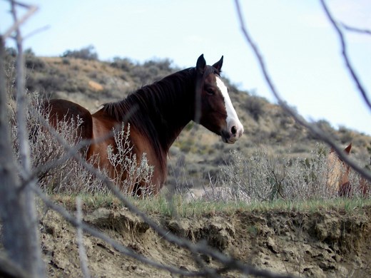 The wild horses of Missouri: where did they come from?