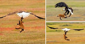 Photographer Captures Amazing Shots Of Fox Versus Eagle - And It All Happens 20 Feet In The Air