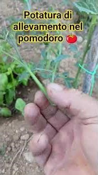 FIND MORE DETAILS IN THE RELATED VIDEO OF OVER 6 MINUTES 💪💪💪❤️ #tomato #pruning