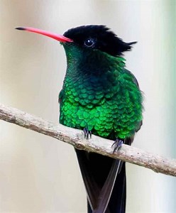 Red billed streamertail - Alchetron, the free social encyclopedia