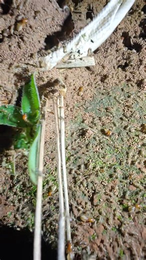 How special is this, termite swarmers (the winged termites) leaving the nest, while thousands of workers and soldiers carry on below. Even cooler is how they communicate with each other through vibrations. In the Miombo woodland at Msasa, life is happening everywhere, all the time and it’s absolutely amazing. #MsasaMountainCamp #MiomboWoodland #NatureUpClose #AfricanWildlife #EverydayAfrica Indigenous Africa | Msasa