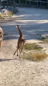 7K views · 429 reactions | Now that you've seen her grand entrance into the world, here's Tisa's first "zoomies" from her debut on exhibit! Giraffe calves are able to stand and nurse within an hour after birth, and it doesn't take long for them to take off and begin running! | The Virginia Zoo | Facebook