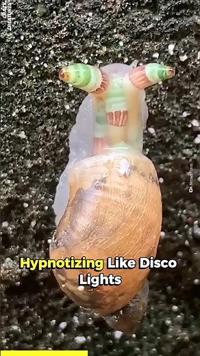 The Snail-Zombie Parasite 🐌🦠 #animals #wildlife #fact