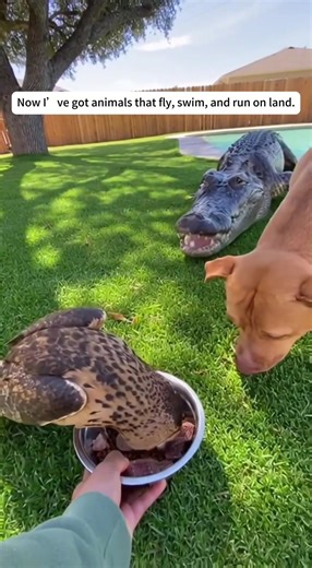 Exploring Animals from Sky, Water, and Ground