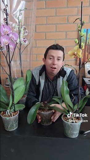 ¿Tus hojas de orquídea Phalaenopsis se están poniendo moradas? 💜🌸