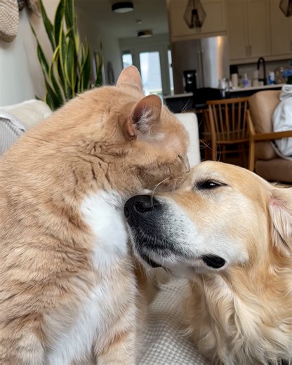 327K views · 8.4K reactions | What else are cat's for? 藍 | LADbible Australia | Facebook