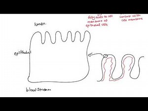 Lipid digestion and absorption