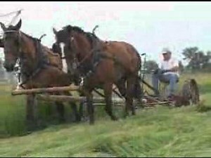 Horse-Drawn loose Haying at Grank-Kohrs Ranch