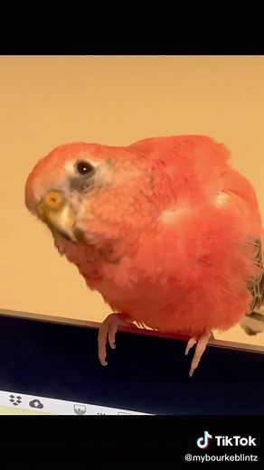 #fyp#foryou#natureathome#pet#parakeet#bourkeparakeets#bird#parrot#4u Fun facts about Bourke Parakeets (Part 1)