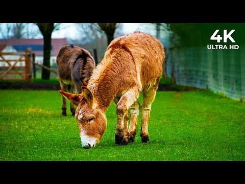 4K Donkey - Funny Cute Donkeys To Make You Smile | NatureLax