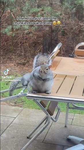 Look at this fat ass giant morbidly obese squirrel #meme