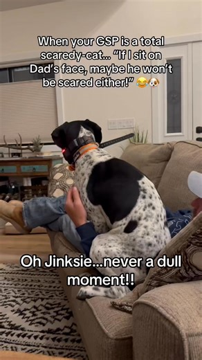 18 reactions | When your GSP is the biggest scaredy‑cat in the house… her solution? Climb right on top of Dad’s face for “protection.”  Apparently, if Dad can’t see the scary stuff, neither can she! Nothing like a little goofy pointer logic to keep everyone safe.  #gsplife #germanshorthairedpointer #puppy #puppylife #scaredycat #germanshorthairpointer #funnyanimals | Jasmine DeShaw-Scholes | Facebook