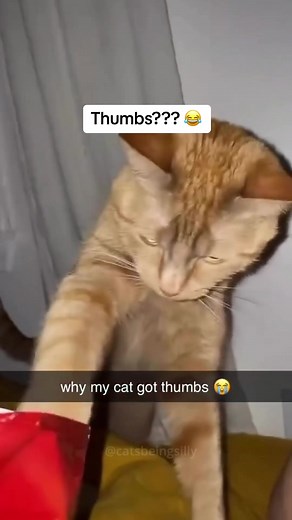 CatsBeingSilly on TikTok