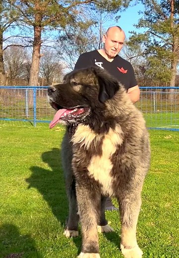Caucasian Shepherd Dog Care and Training Guide