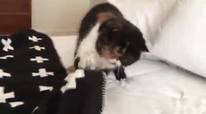 14K views · 1.6K reactions | Beware of the Pudge | Pudge | Facebook