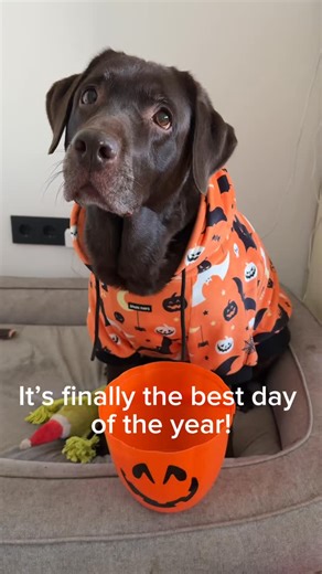 You want to see some tricks? 🎃🎃 #labrador #labradorretriever #labradorvlog #dogvlog #labradorchocolate #chocolatelabrador #labradorlove #labradoradventure #dogvlogging #vlog #vlogdog #vlogginglabrador #vloggingdog #chocolatelab #luvablelabsofinsta #dogsofinstagram #labradorvibes #shoppingdog #swimming #splash #swimminglab #labradorswimming #labradorfun #miauwwoefvrienden #cat #kitten #babycat #halloween #happyhalloween | Lola