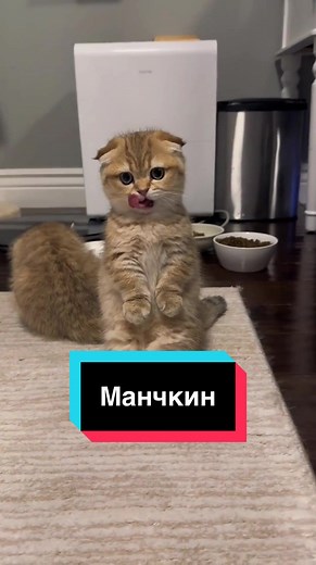 Манчкины: коротконогие кошки с удивительными способностями
