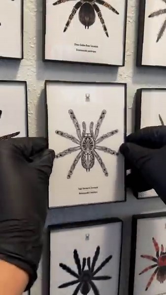 Illustration of the Togo Starburst Tarantula (Heteroscodra maculata) by Mingo X.