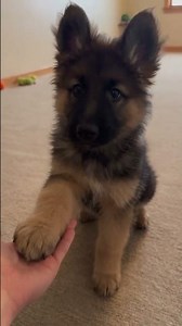 Smart Puppy Learns a New Trick! 🐶❤️ | Adorable German Shepherd #shorts