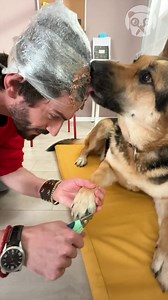 9.5K views · 58 reactions | Testing Viral Dog Nail Cutting Hack | Hilarious Ted | Facebook