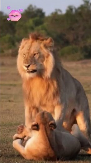 The most romantic lion in the world kisses the lioness's hand! #wildlife #wildanimals #animal