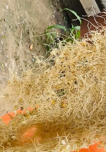 Delicious Fermented Corn Sprouts Recipe for Asana