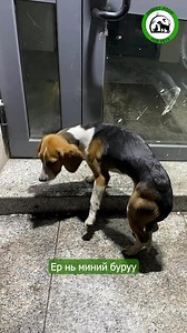 Хаягдсан нохойн бодол Propet food | Азтай Савар ТББ - Lucky Paws NGO in Mongolia