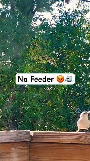 🤨 Nutty Pulls Up… Where’s the Feeder? 🥜🐦