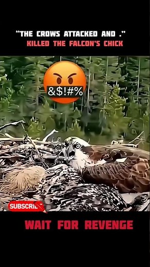 The crow attack and killed falcon chick.#falcon #crows# crows attacked #short#youtube short#birds