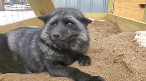 350K views · 57K reactions | Ruby fox says NOPE to dogs | Saveafox Corporation | Facebook