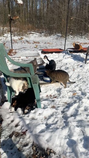 🌟TNR Advocate🌟 on Instagram: "And he is just that, a funny little dude. FLUFFER aka FLUFFER DUFFER 🤍 💫"