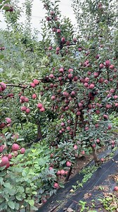 2.2K reactions · 65 shares | MM111. Phone Number 9103203450 | Kvf Kulgam | Facebook