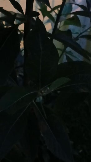 African bitter bush cure all diseases 18687584430 16314554752 | Herbal Medication Trinidad